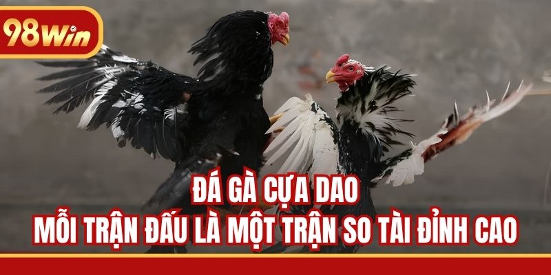 Đá gà cựa dao - Mỗi trận đấu là một trận so tài đỉnh cao