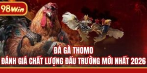 Đá Gà Thomo - Đánh Giá Chất Lượng Đấu Trường Mới Nhất 2026